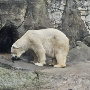 Экскурсия-наблюдение  в Московском Зоопарке